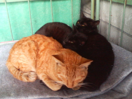f:id:heimin:20070424215517j:image