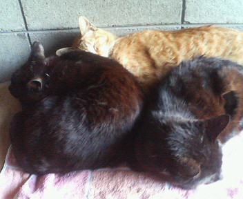 f:id:heimin:20070424215757j:image