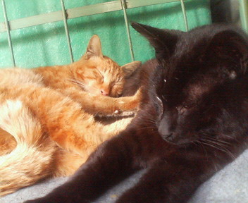 f:id:heimin:20070424215758j:image