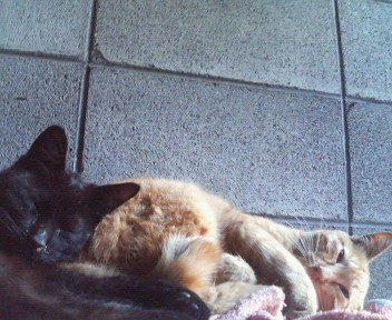 f:id:heimin:20070424215759j:image