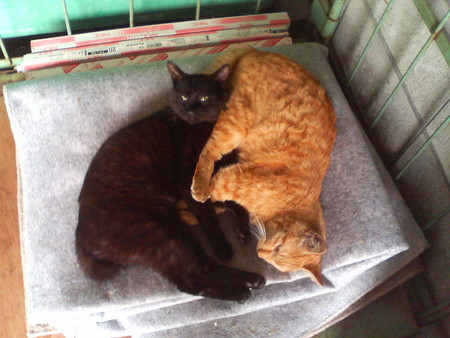 f:id:heimin:20070424220208j:image