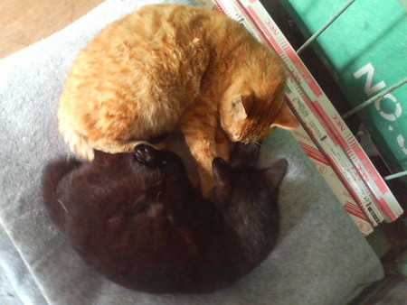 f:id:heimin:20070424220211j:image