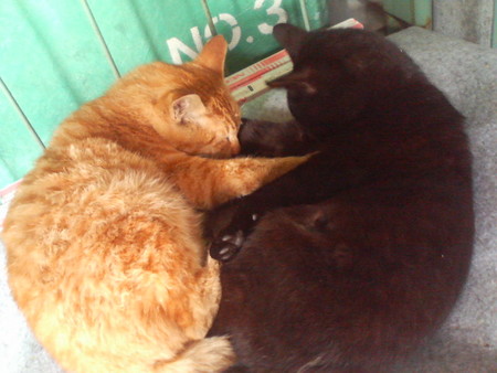 f:id:heimin:20070424220212j:image