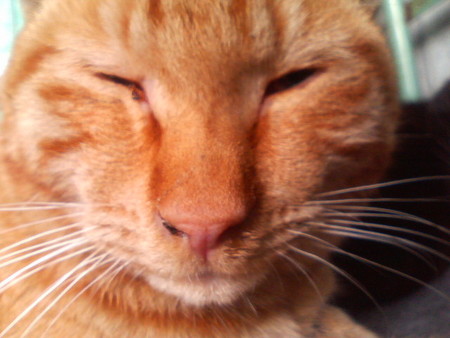 f:id:heimin:20070424220213j:image
