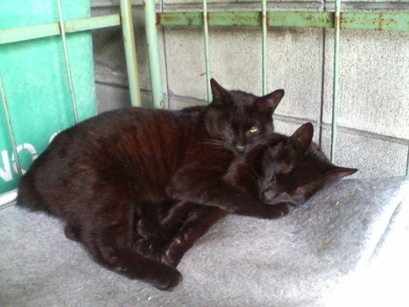 f:id:heimin:20070424220804j:image