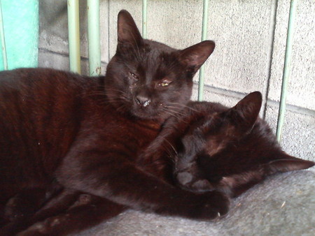 f:id:heimin:20070424221039j:image