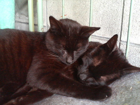 f:id:heimin:20070424221040j:image