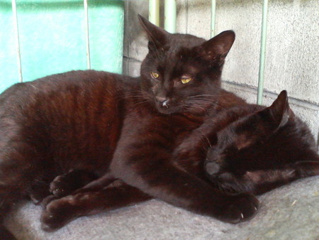 f:id:heimin:20070424221041j:image