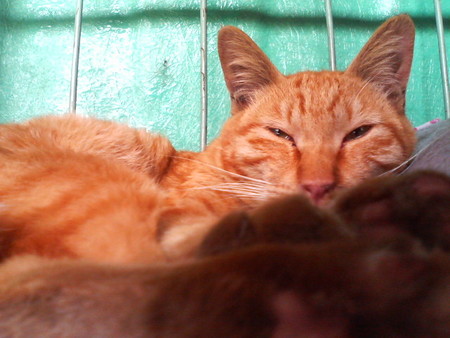 f:id:heimin:20070424221042j:image