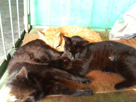 f:id:heimin:20070424221547j:image