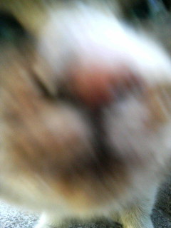 f:id:heimin:20081003144534j:image f:id:heimin:20081003144534j:image