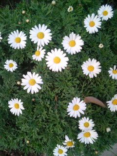 f:id:heimin:20100102042745j:image f:id:heimin:20100102042745j:image