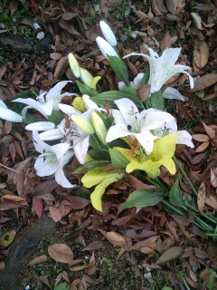 f:id:heimin:20100102042748j:image f:id:heimin:20100102042748j:image