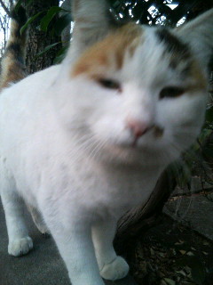 f:id:heimin:20100102042751j:image f:id:heimin:20100102042751j:image