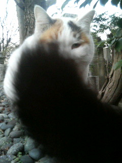 f:id:heimin:20100102042752j:image f:id:heimin:20100102042752j:image