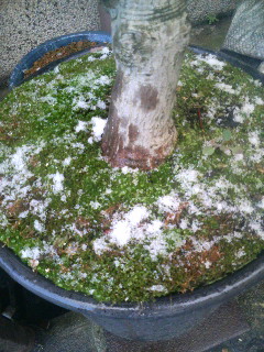 f:id:heimin:20100102042822j:image f:id:heimin:20100102042822j:image