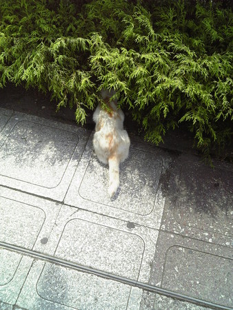 f:id:heini:20080817203620j:image