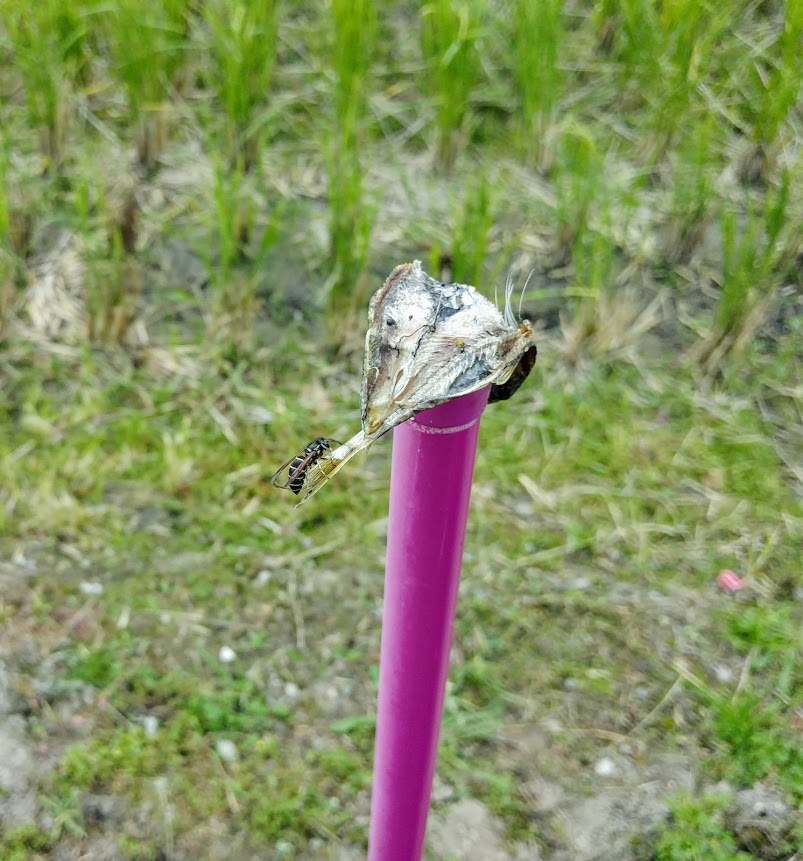 へぼ医者
