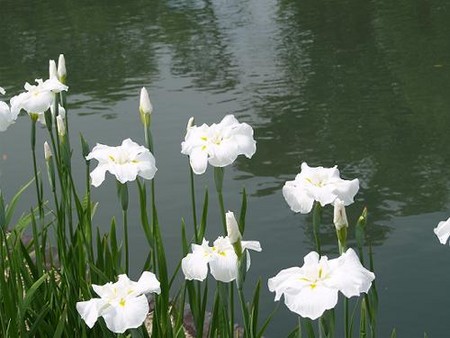f:id:heiwanotoride77:20060603000919j:image f:id:heiwanotoride77:20060603000919j:image