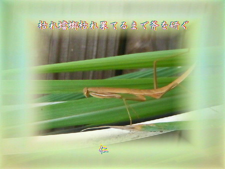 f:id:heiwanotoride77:20181127190607j:image:w360 f:id:heiwanotoride77:20181127190607j:image:w360
