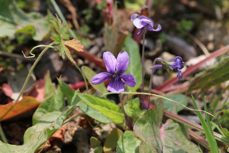 f:id:heiwanotoride77:20200720191159j:plain f:id:heiwanotoride77:20200720191159j:plain