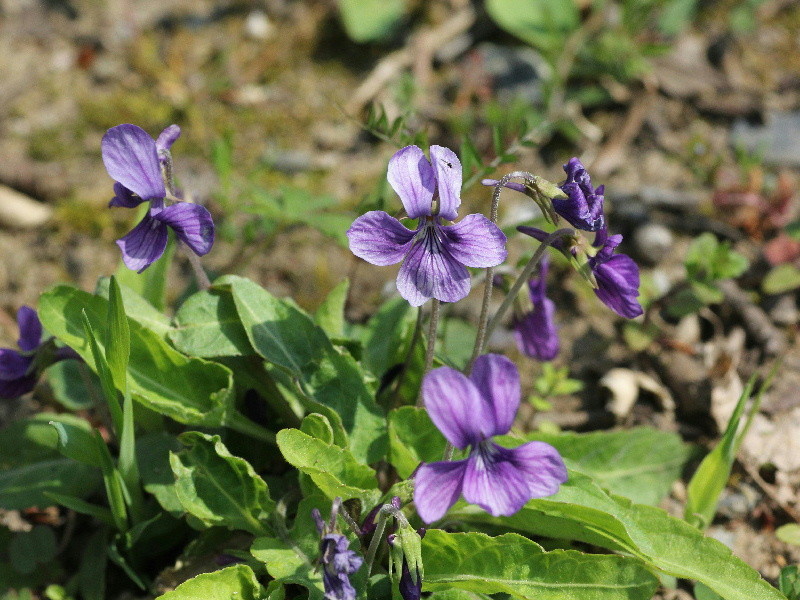 f:id:heiwanotoride77:20200720191229j:plain f:id:heiwanotoride77:20200720191229j:plain