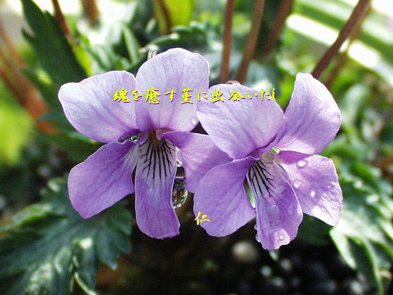 f:id:heiwanotoride77:20200723061455j:plain f:id:heiwanotoride77:20200723061455j:plain