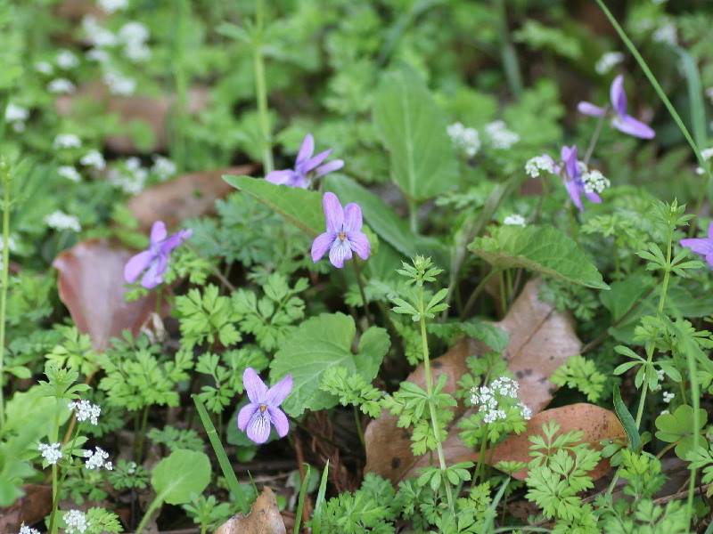 f:id:heiwanotoride77:20200723061814j:plain f:id:heiwanotoride77:20200723061814j:plain