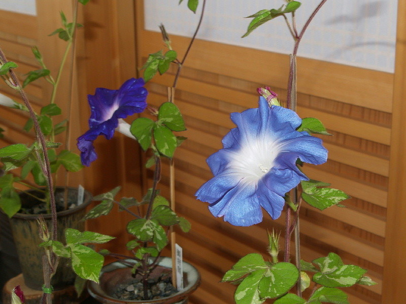 f:id:heiwanotoride77:20200815111815j:plain f:id:heiwanotoride77:20200815111815j:plain