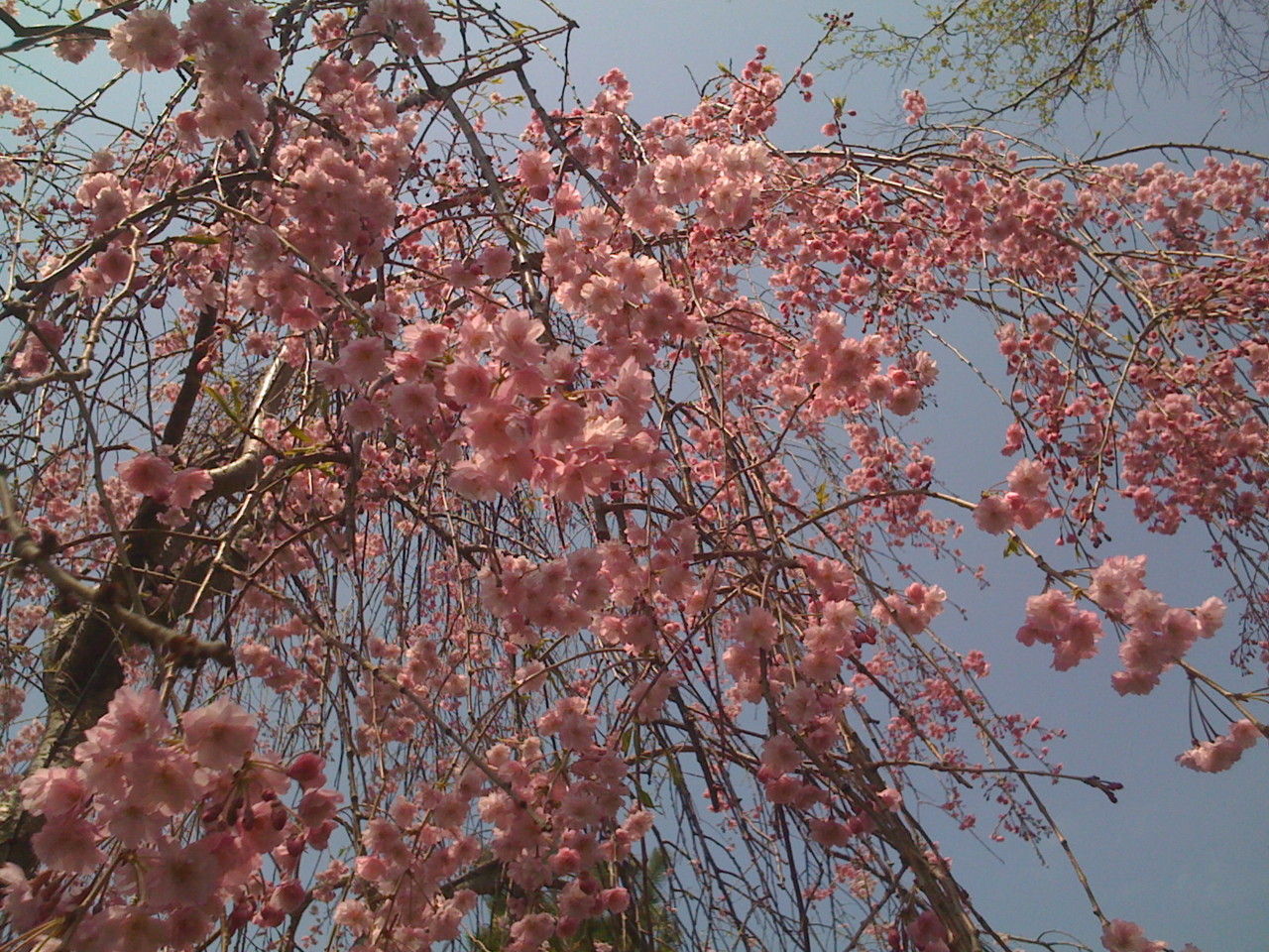 f:id:hejihogu:20090510111136j:image:w480 f:id:hejihogu:20090510111136j:image:w480