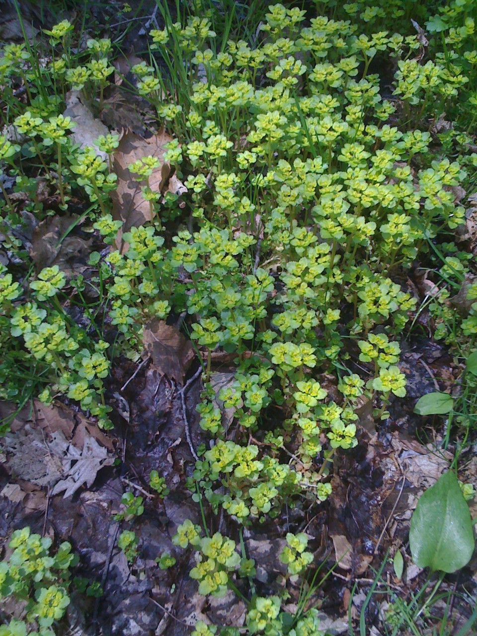 f:id:hejihogu:20090510120109j:image:h480 f:id:hejihogu:20090510120109j:image:h480