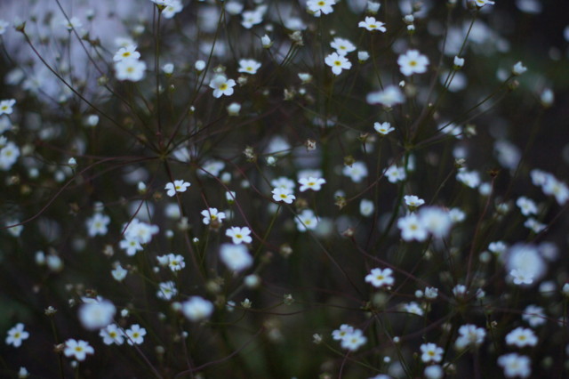 f:id:hejihogu:20100610192027j:image