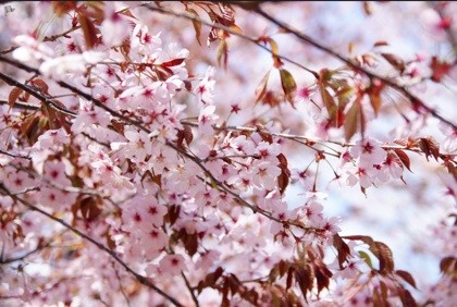 f:id:hejihogu:20130404021653j:image