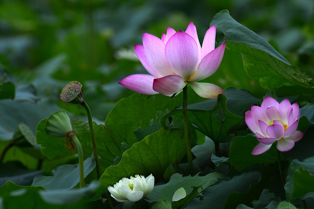 f:id:heliot:20190626230403j:plain f:id:heliot:20190626230403j:plain