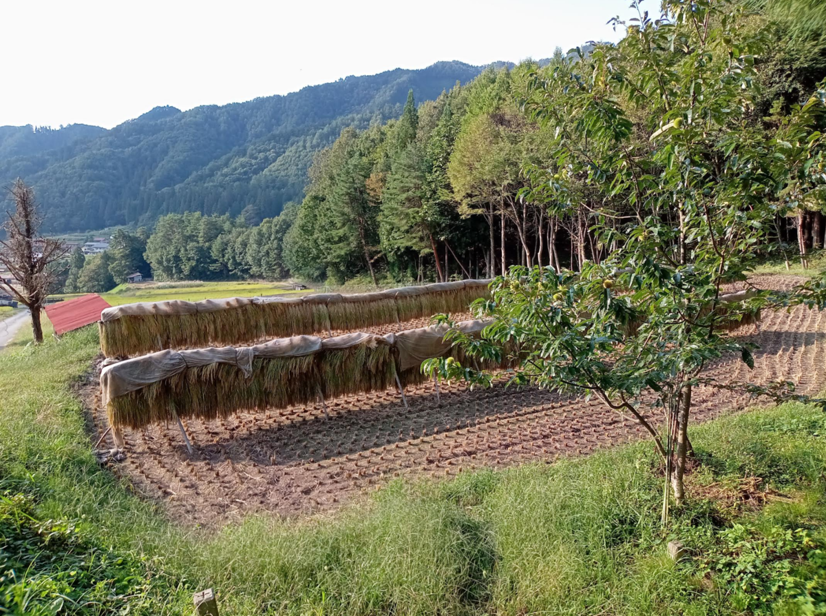 f:id:heliot:20210926214404p:plain