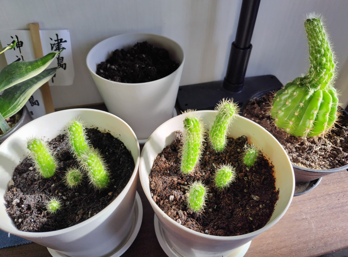 サボテンくん - 星たちの座談会 地球号の未来