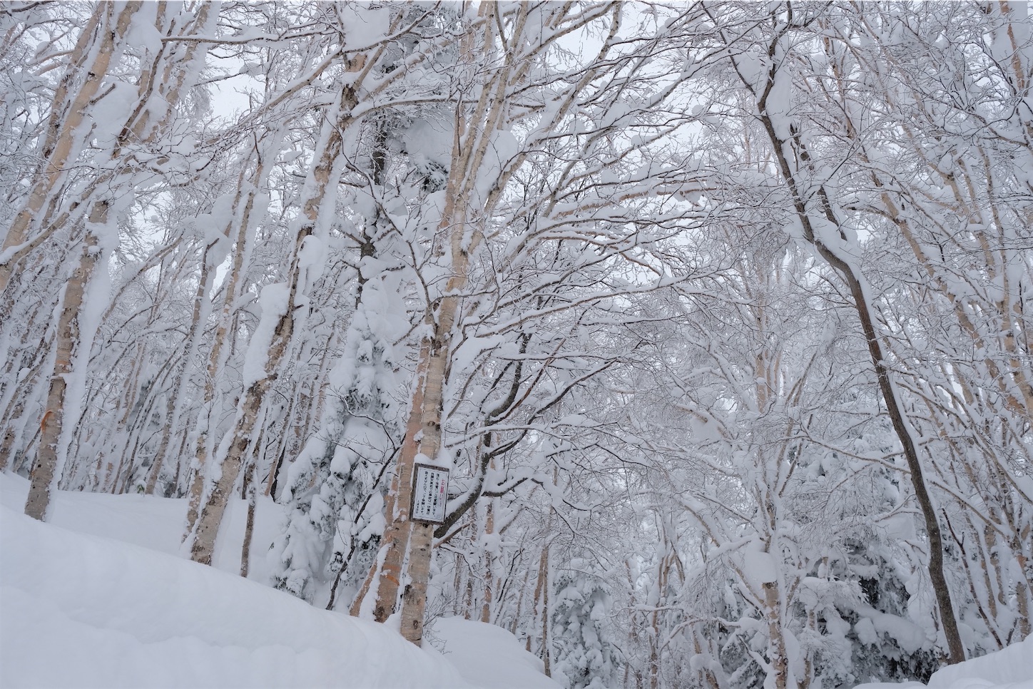 雪の 美瑛 吹上露天の湯の遊歩道