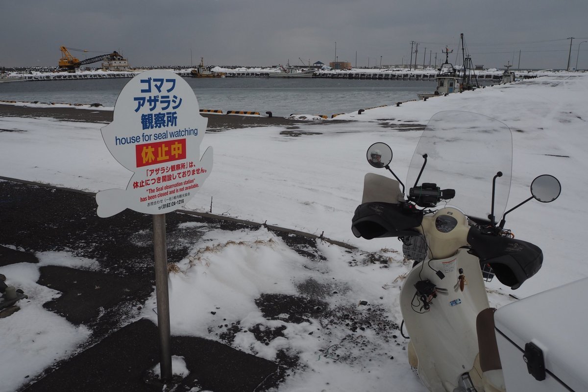 アザラシ観察 停止
