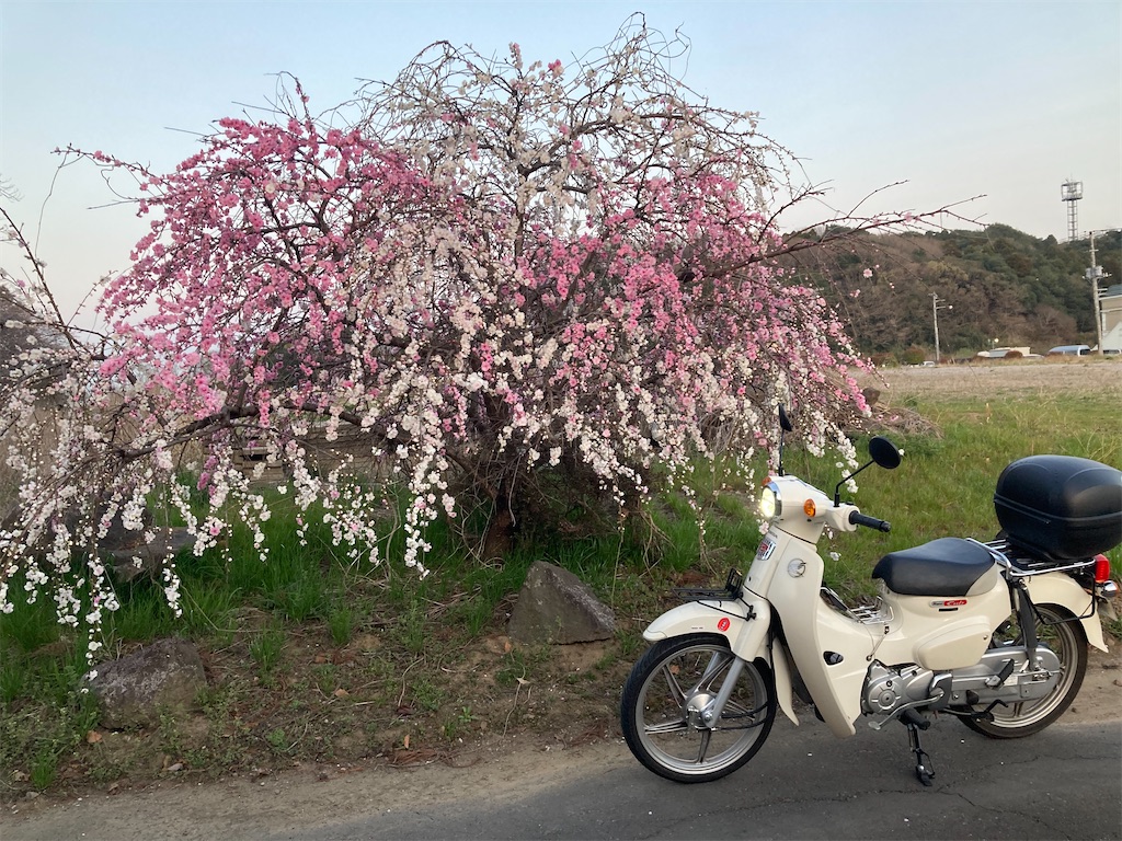 スーパーカブ110（JA44）に乗って四年目の簡易レビュー - 下総二輪日記