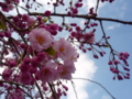 [鳥屋野潟][草花]