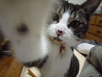 f:id:hellion:20080506175147j:image