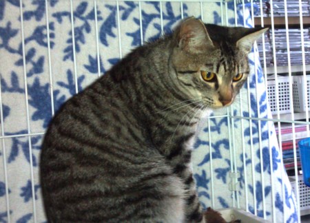 f:id:helloblog:20121204234230j:image