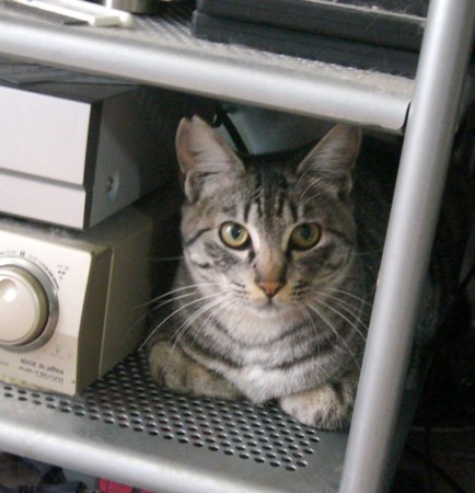 f:id:helloblog:20121206081554j:image