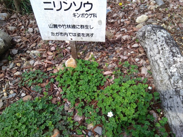 f:id:hellochiko:20200322190744j:image