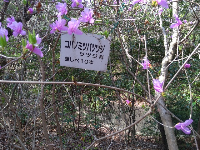 f:id:hellochiko:20200322190929j:image