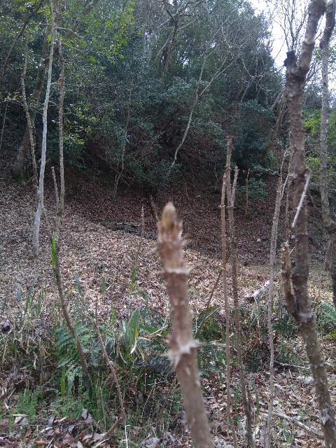 f:id:hellochiko:20200322191137j:image
