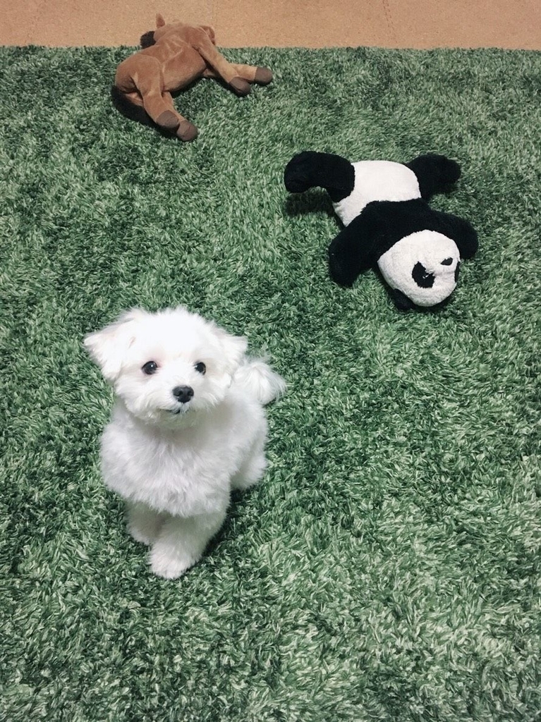 f:id:hellocomment:20190110134703j:plain f:id:hellocomment:20190110134703j:plain