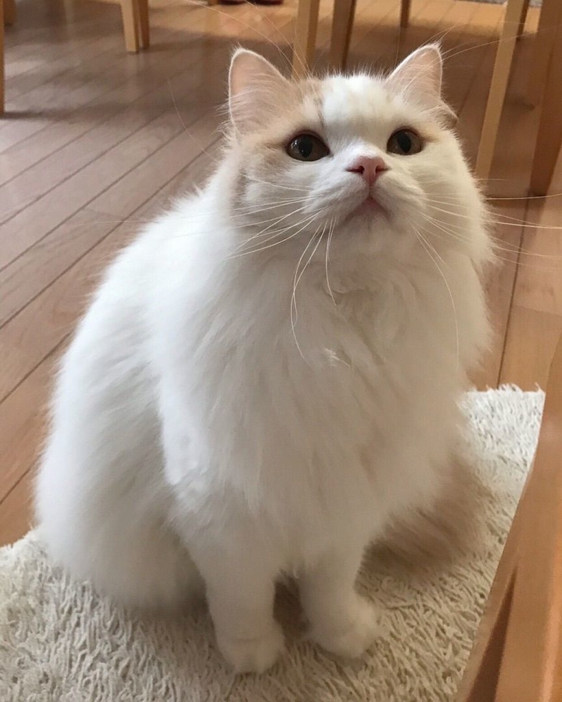 f:id:hellocomment:20190110134731j:plain f:id:hellocomment:20190110134731j:plain