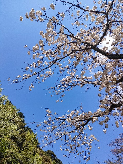 f:id:hellomosimosi:20230414084123j:image f:id:hellomosimosi:20230414084123j:image