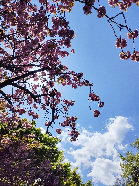 f:id:hellomosimosi:20230414084133j:image f:id:hellomosimosi:20230414084133j:image
